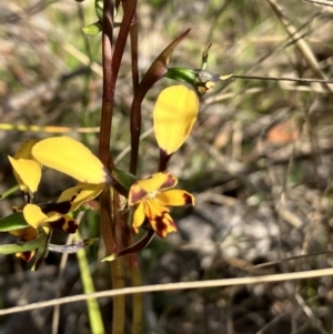 Diuris pardina at Hall, ACT - suppressed