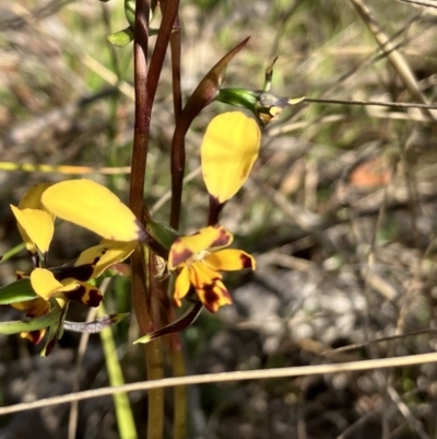 Diuris pardina (Leopard Doubletail) at Hall, ACT - 10 Sep 2023 by strigo