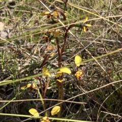 Diuris pardina at Hall, ACT - suppressed