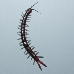 Cormocephalus sp.(genus) (Scolopendrid Centipede) at Lake Ginninderra - 5 Sep 2023 by Birdy