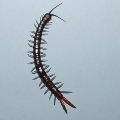 Cormocephalus sp.(genus) (Scolopendrid Centipede) at Belconnen, ACT - 5 Sep 2023 by Birdy