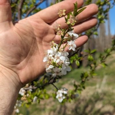 Prunus sp. (A Plum) at Tharwa, ACT - 10 Sep 2023 by JP95