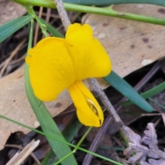 Gompholobium latifolium (Golden Glory Pea, Giant Wedge-pea) at Ulladulla, NSW - 10 Sep 2023 by trevorpreston