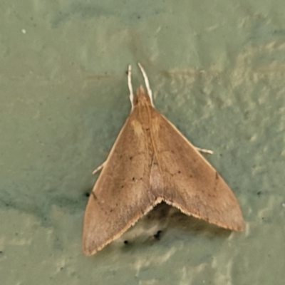 Hyalobathra archeleuca (A Crambid moth (Pyraustinae)) at Narrawallee, NSW - 10 Sep 2023 by trevorpreston