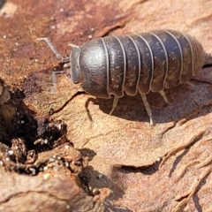 Armadillidium vulgare (Slater bug, woodlouse, pill bug, roley poley) at Narrawallee, NSW - 10 Sep 2023 by trevorpreston