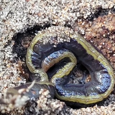 Caenoplana bicolor (Two-tone Planarian) at Narrawallee, NSW - 10 Sep 2023 by trevorpreston