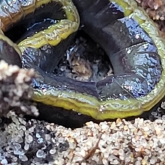 Caenoplana variegata at Narrawallee, NSW - 10 Sep 2023 11:55 AM