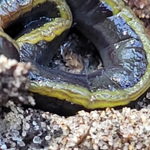 Caenoplana variegata at Narrawallee, NSW - 10 Sep 2023 11:55 AM