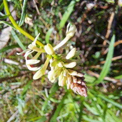 Stackhousia monogyna (Creamy Candles) at Majura, ACT - 10 Sep 2023 by abread111