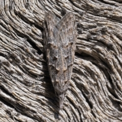 Carposina mediella (A Fruitworm moth (Carposinidae)) at Namadgi National Park - 10 Sep 2023 by patrickcox