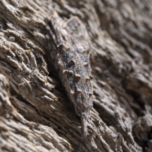 Carposina mediella at Rendezvous Creek, ACT - 10 Sep 2023