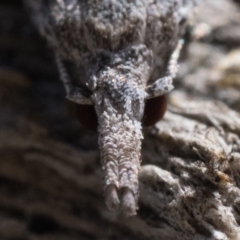 Carposina mediella at Rendezvous Creek, ACT - 10 Sep 2023 11:00 AM