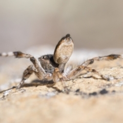 Maratus chrysomelas at Rendezvous Creek, ACT - 10 Sep 2023