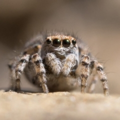 Maratus chrysomelas at Rendezvous Creek, ACT - 10 Sep 2023