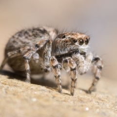 Maratus chrysomelas at Rendezvous Creek, ACT - 10 Sep 2023