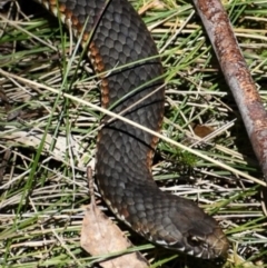 Austrelaps ramsayi (Highlands Copperhead) at Cotter River, ACT - 10 Sep 2023 by Nikkinu