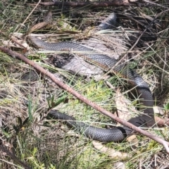 Austrelaps ramsayi at Cotter River, ACT - 10 Sep 2023 01:30 PM