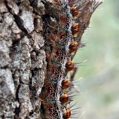 Aglaosoma variegata (Patterned Notodontid (Notodontidae) at Moruya, NSW - 10 Sep 2023 by LisaH