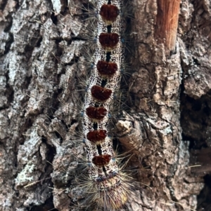 Aglaosoma variegata at Moruya, NSW - suppressed