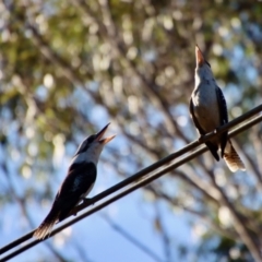 Dacelo novaeguineae (Laughing Kookaburra) at Moruya, NSW - 9 Sep 2023 by LisaH