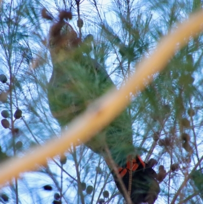 Calyptorhynchus lathami (Glossy Black-Cockatoo) at Moruya, NSW - 9 Sep 2023 by LisaH