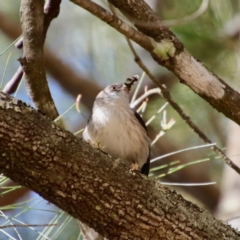 Daphoenositta chrysoptera (Varied Sittella) at Moruya, NSW - 10 Sep 2023 by LisaH