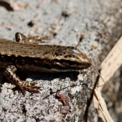 Eulamprus heatwolei (Yellow-bellied Water Skink) at Moruya, NSW - 10 Sep 2023 by LisaH