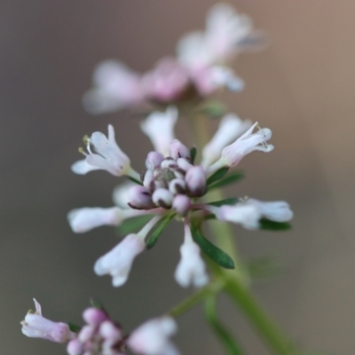 Poranthera ericifolia at Moruya, NSW - 10 Sep 2023 by LisaH