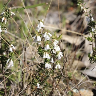 Styphelia fletcheri subsp. brevisepala (Twin Flower Beard-Heath) at Stromlo, ACT - 9 Sep 2023 by JimL