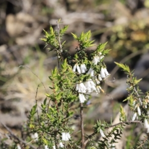 Styphelia fletcheri subsp. brevisepala at Stromlo, ACT - 9 Sep 2023