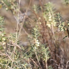 Melichrus urceolatus (Urn Heath) at Stromlo, ACT - 9 Sep 2023 by JimL