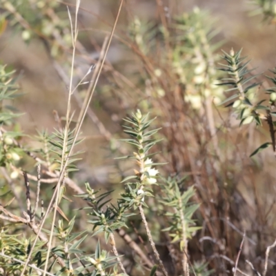 Melichrus urceolatus (Urn Heath) at Stromlo, ACT - 9 Sep 2023 by JimL