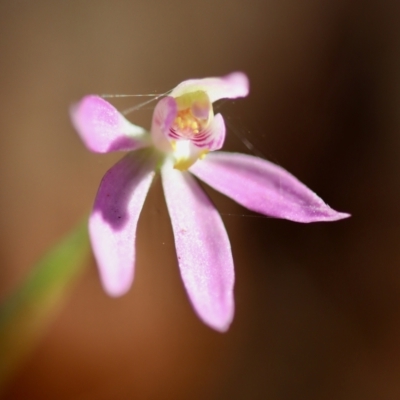 Caladenia carnea (Pink Fingers) at Moruya, NSW - 10 Sep 2023 by LisaH