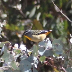 Pardalotus punctatus (Spotted Pardalote) at Namadgi National Park - 10 Sep 2023 by VanceLawrence