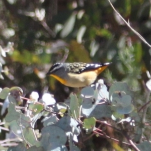 Pardalotus punctatus at Rendezvous Creek, ACT - 10 Sep 2023 11:48 AM