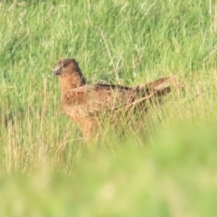 Circus approximans (Swamp Harrier) at Jerrabomberra Wetlands - 10 Sep 2023 by BenW