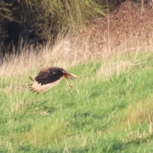 Circus approximans at Fyshwick, ACT - 10 Sep 2023