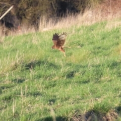 Circus approximans at Fyshwick, ACT - 10 Sep 2023