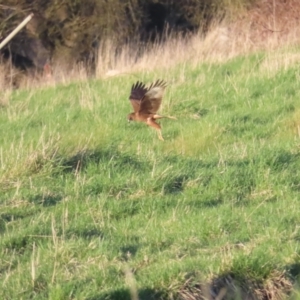 Circus approximans at Fyshwick, ACT - 10 Sep 2023