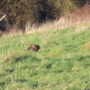 Circus approximans at Fyshwick, ACT - 10 Sep 2023