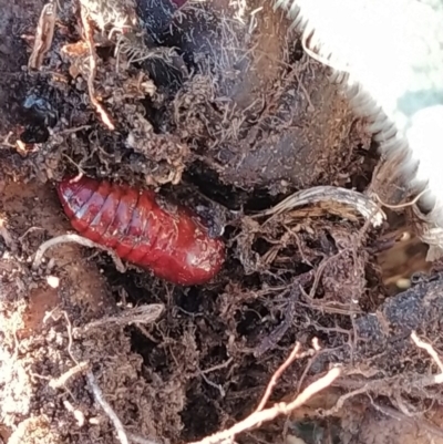 Unidentified Insect at Wanniassa Hill - 9 Sep 2023 by KumikoCallaway