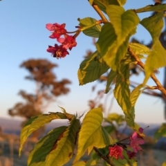 Prunus avium at Tuggeranong, ACT - 10 Sep 2023 06:21 AM