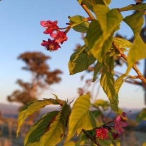 Prunus avium at Tuggeranong, ACT - 10 Sep 2023 06:21 AM