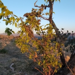 Prunus avium at Tuggeranong, ACT - 10 Sep 2023 06:21 AM