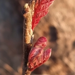 Unidentified Other Tree at Fadden, ACT - 10 Sep 2023 by KumikoCallaway