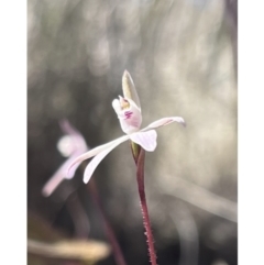 Caladenia fuscata (Dusky Fingers) at Canberra Central, ACT - 9 Sep 2023 by YellowButton