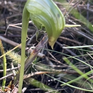 Pterostylis nutans at Canberra Central, ACT - suppressed