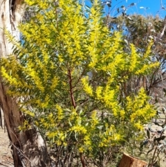 Acacia rubida (Red-stemmed Wattle, Red-leaved Wattle) at Namadgi National Park - 10 Sep 2023 by VanceLawrence