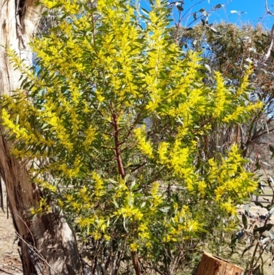 Acacia rubida (Red-stemmed Wattle, Red-leaved Wattle) at Rendezvous Creek, ACT - 10 Sep 2023 by VanceLawrence