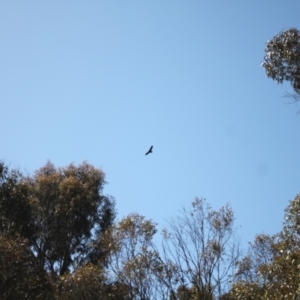 Aquila audax at Rendezvous Creek, ACT - 10 Sep 2023 10:33 AM